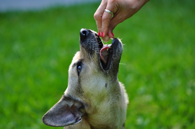 5-lebensmittel-die-deinem-hund-schaden