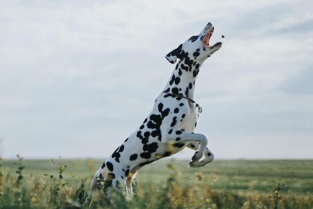 5-lebensmittel-die-deinem-hund-schaden