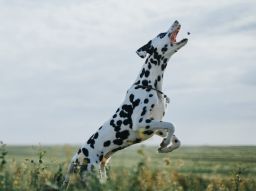5-lebensmittel-die-deinem-hund-schaden